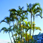 Areca Palm